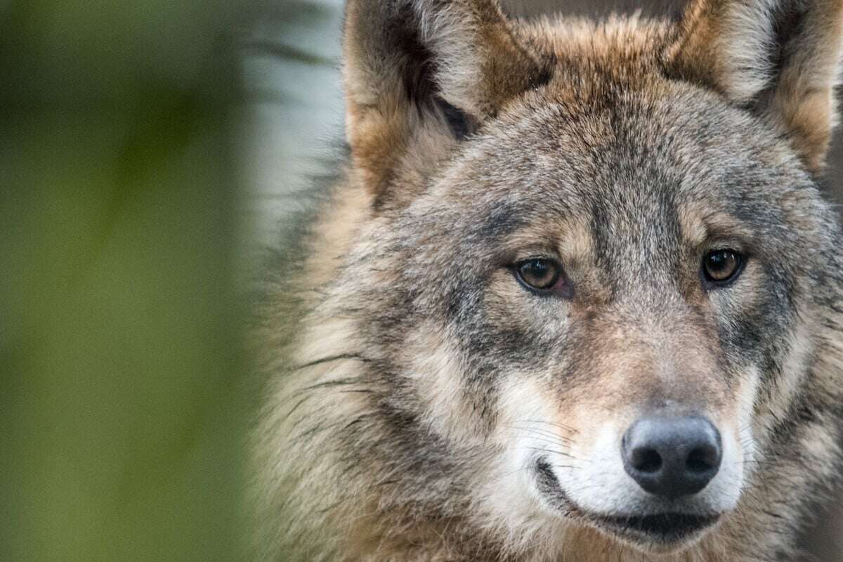 Neues Wolfsgebiet in NRW: Hier ist das Tier sesshaft geworden