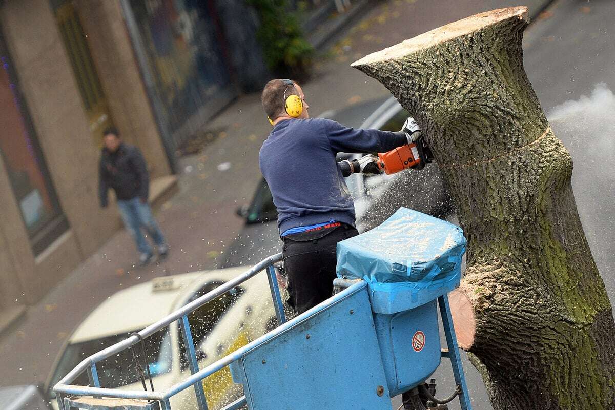 In Prenzlauer Berg müssen zwei Bäume gefällt werden: Das ist der Grund!