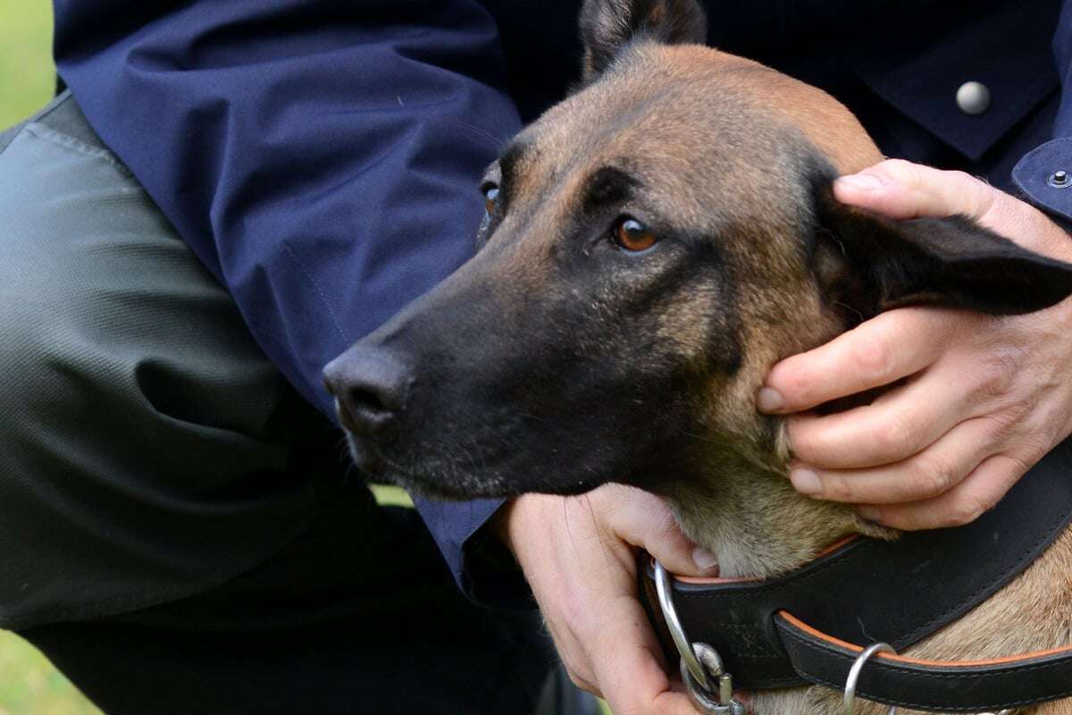 Dank vierbeiniger Unterstützung: Kölner Polizei schnappt Einbrecher-Duo