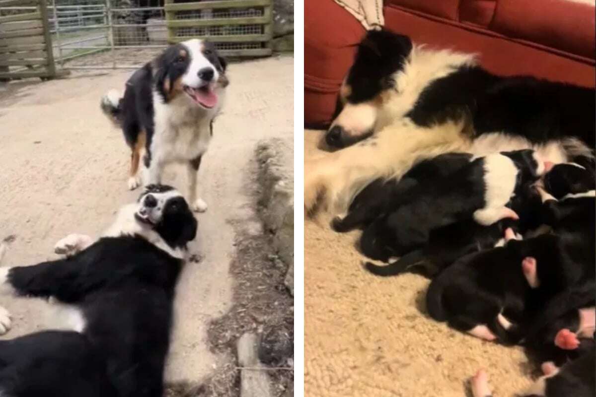 Border Collie bekommt viele Welpen: Dann trifft sein Herrchen eine schwierige Entscheidung