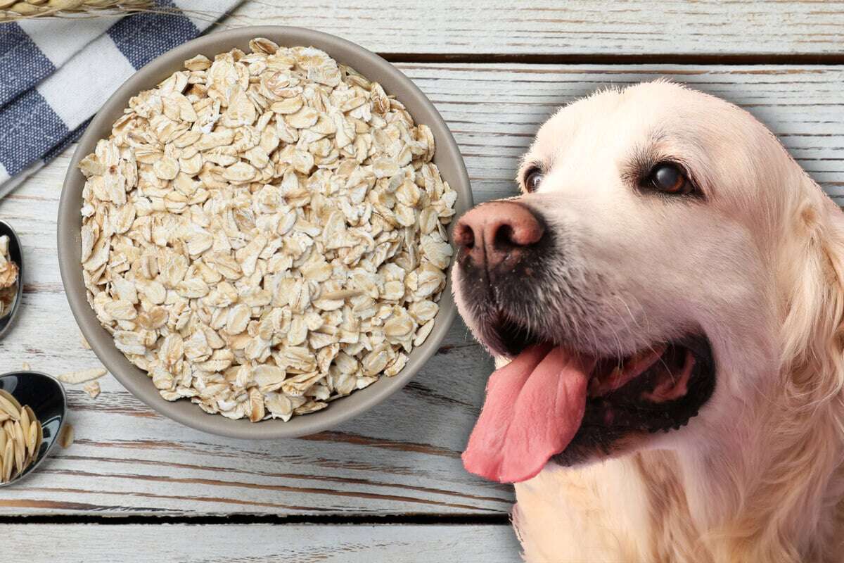 Roh, aufgekocht oder gar nicht: Dürfen Hunde Haferflocken fressen?