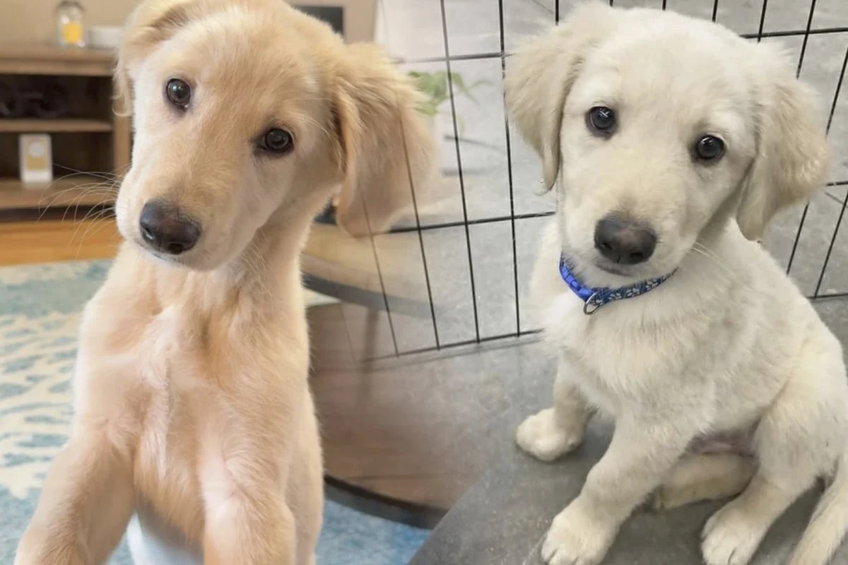 Paar denkt, es hat Golden Retriever adoptiert: DNA-Test lässt sie schockiert zurück!