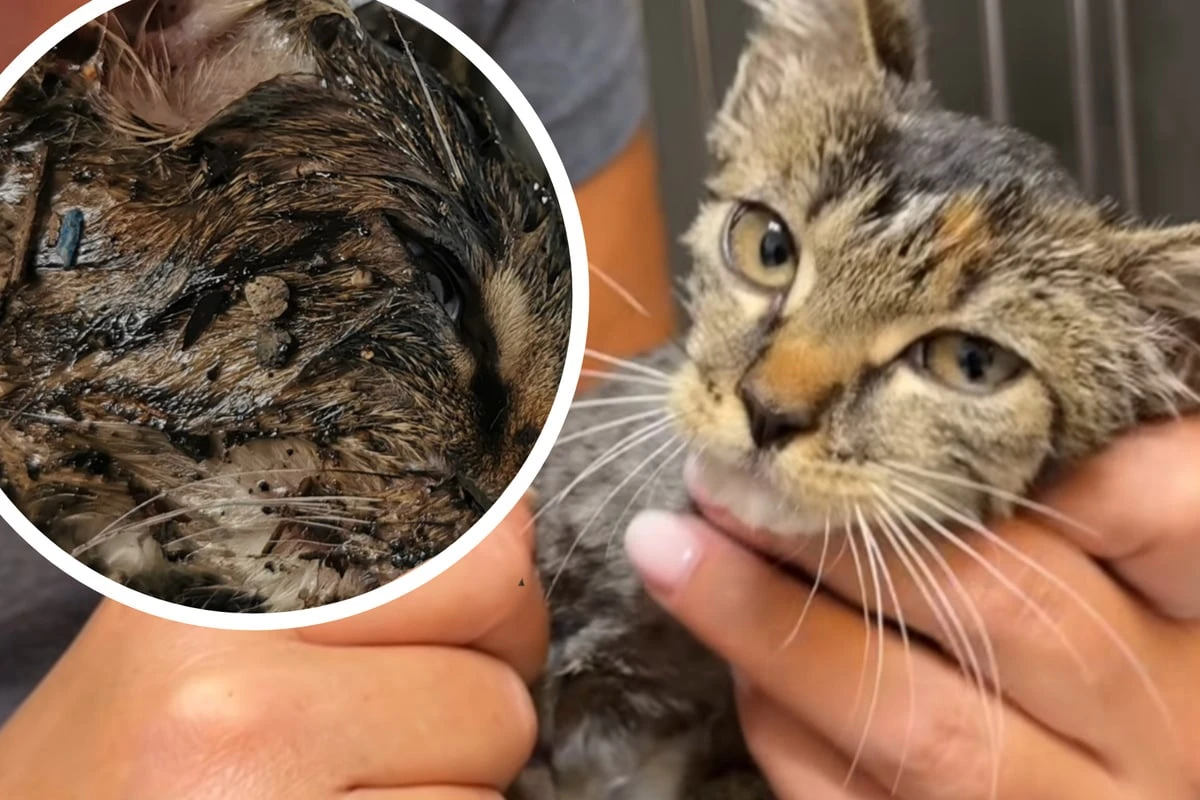 Wer tut so etwas? Katzenkind mit Klebstoff übergossen und in Karton ausgesetzt