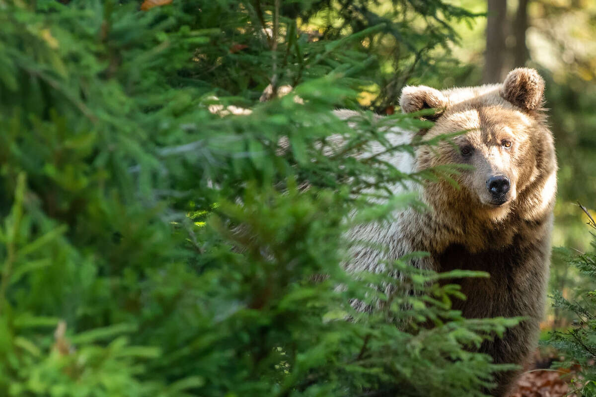 Tragödie im Urlaub: Bär schleift junge Touristin in den Wald und tötet sie!