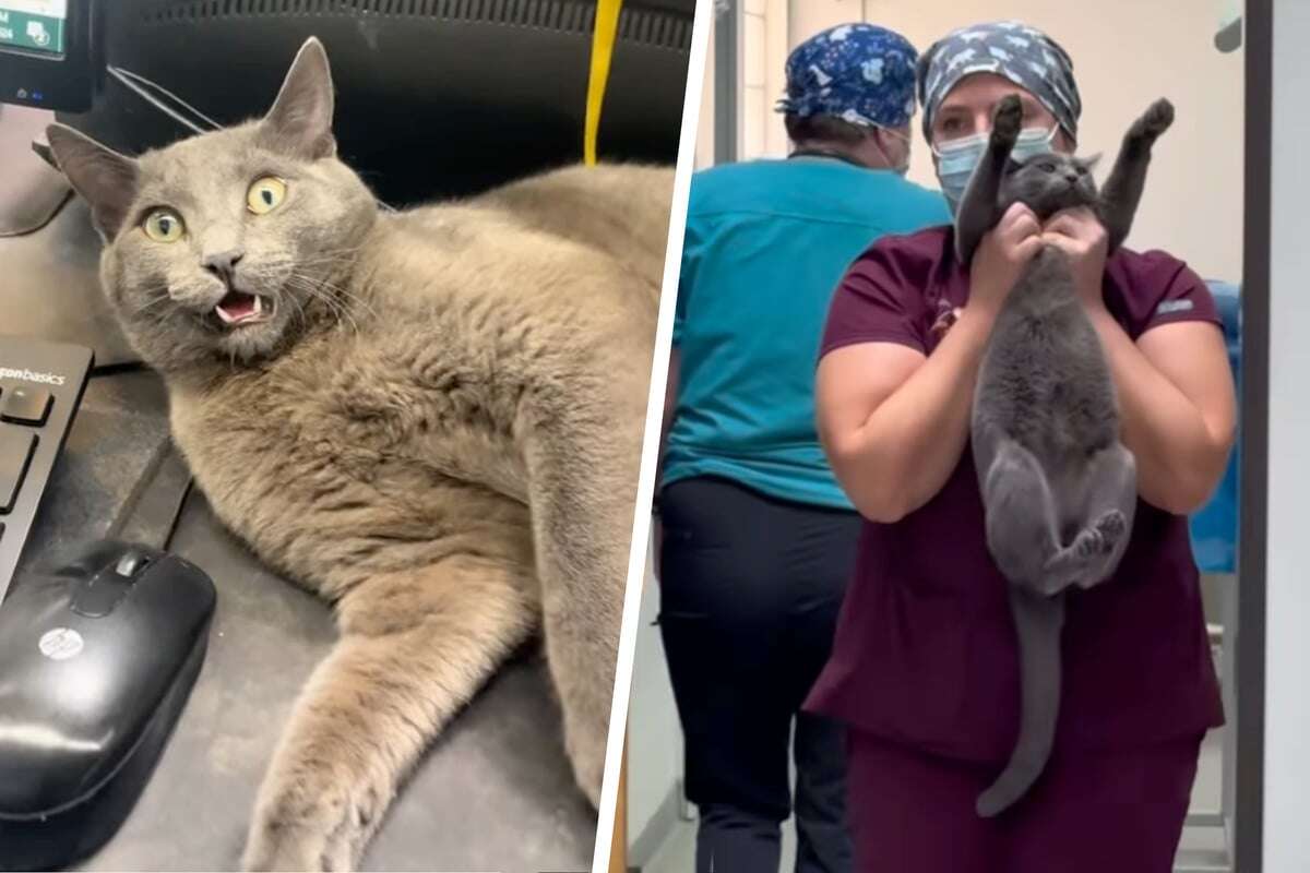 Kater nervt Mitarbeiter in Tierklinik und bringt alle zum Lachen