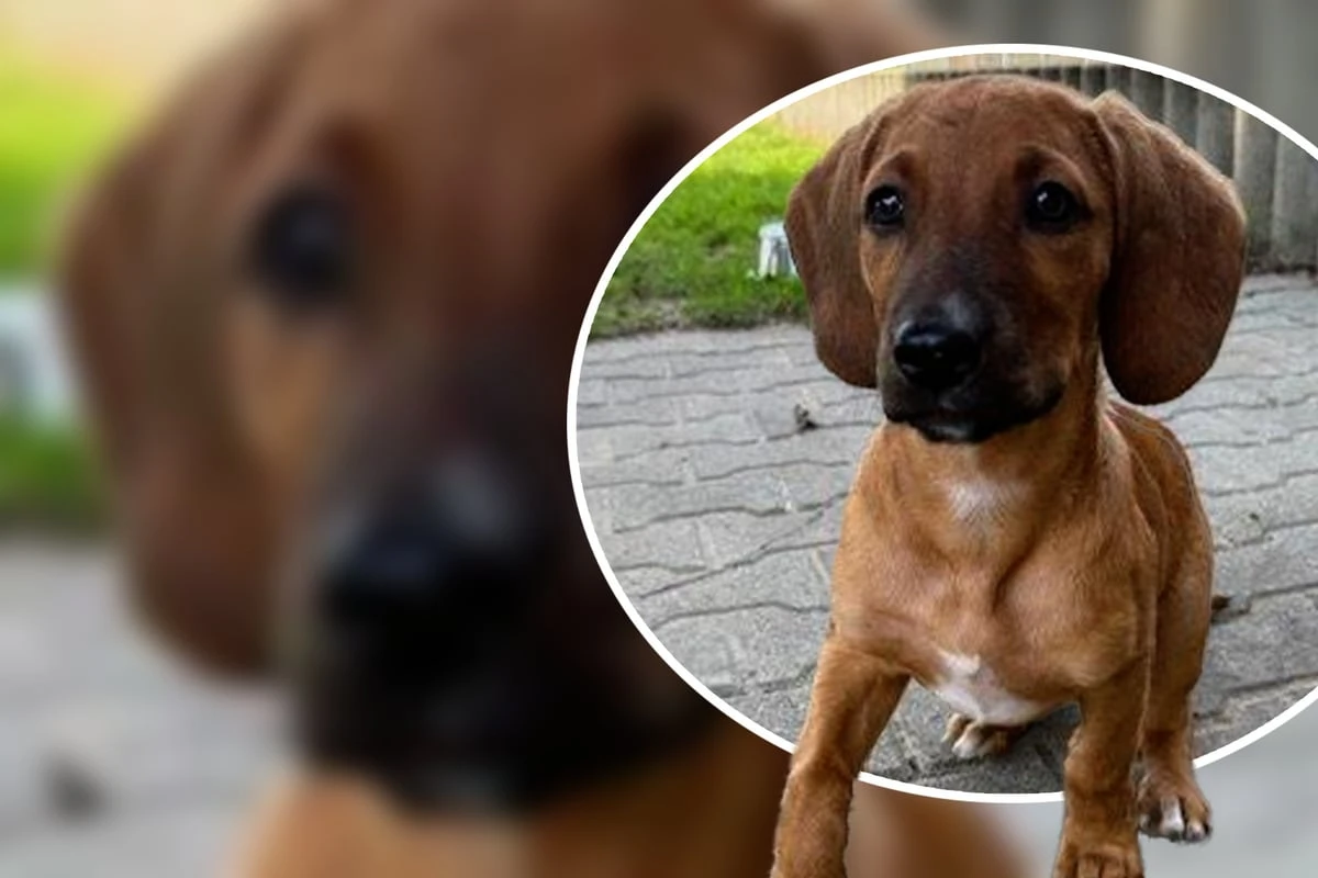 Süßer Welpe sucht Zuhause, doch darum ist Zazu nur schwer zu vermitteln