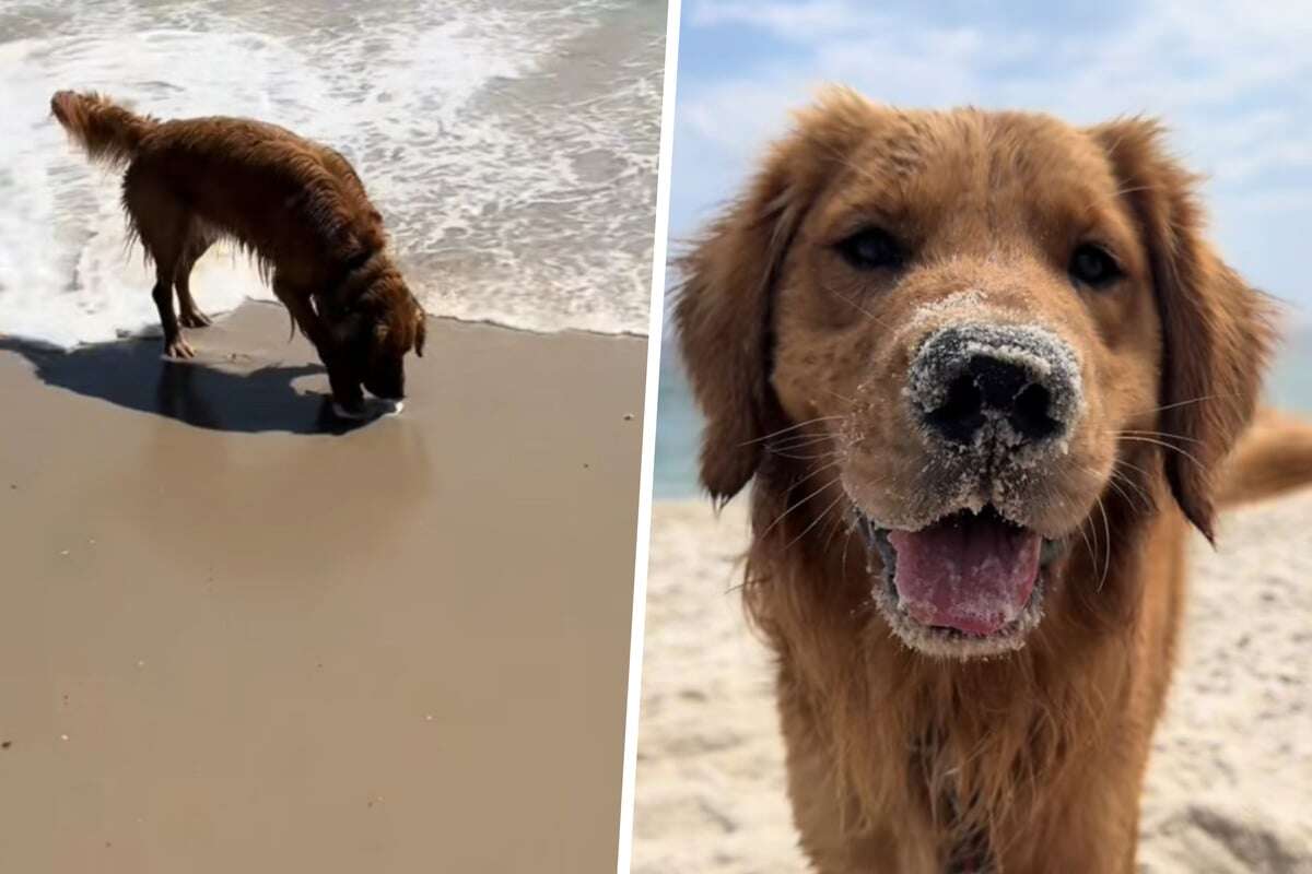 Herzerwärmend: Was Golden Retriever an Strand für Besitzerin tut, will sie nie vergessen