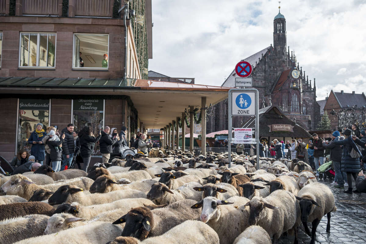 600 Schafe rennen durch Nürnberg: Das ist der Grund für den ungewöhnlichen Stadtbummel