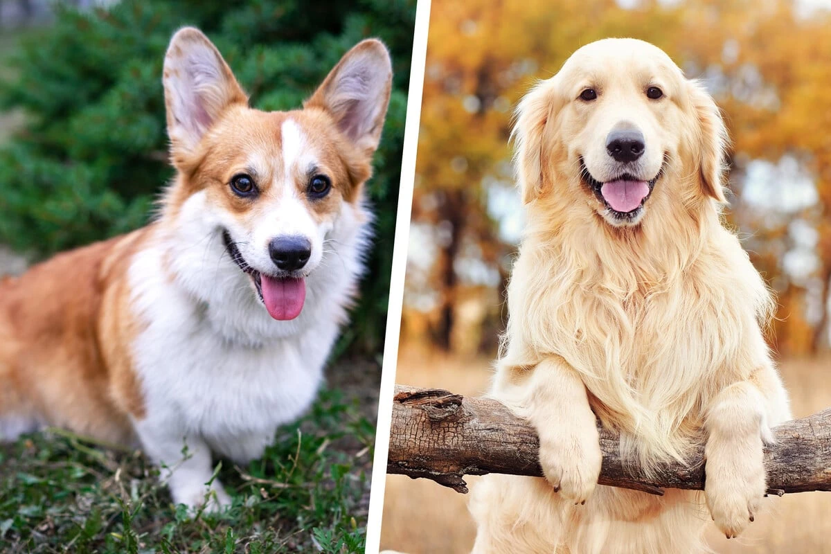 Mix aus Corgi und Golden Retriever: Dieser schicke Nachwuchs weiß zu begeistern!