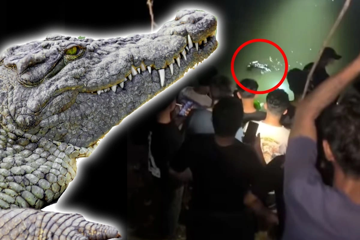 Schreckliche Szenen: Krokodil zerfleischt 53-Jährigen beim Baden