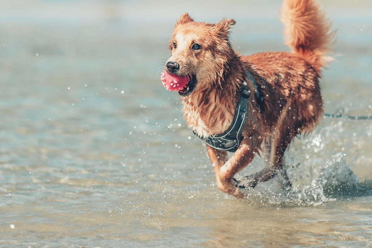 So viele Menschen reisen mit ihrem Hund in den Urlaub - und so viele lassen ihn daheim