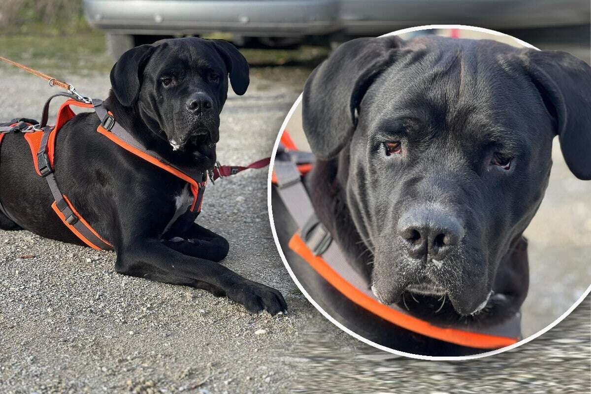 Wahrer Pfundskerl: 46-Kilo-Hund hofft auf Happy End