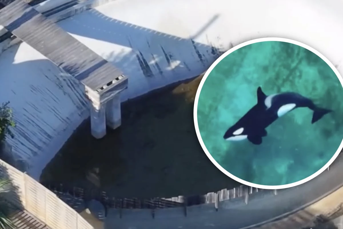 Seit Monaten vergessen: Orcas und Delfine leben in verlassenem Meerespark