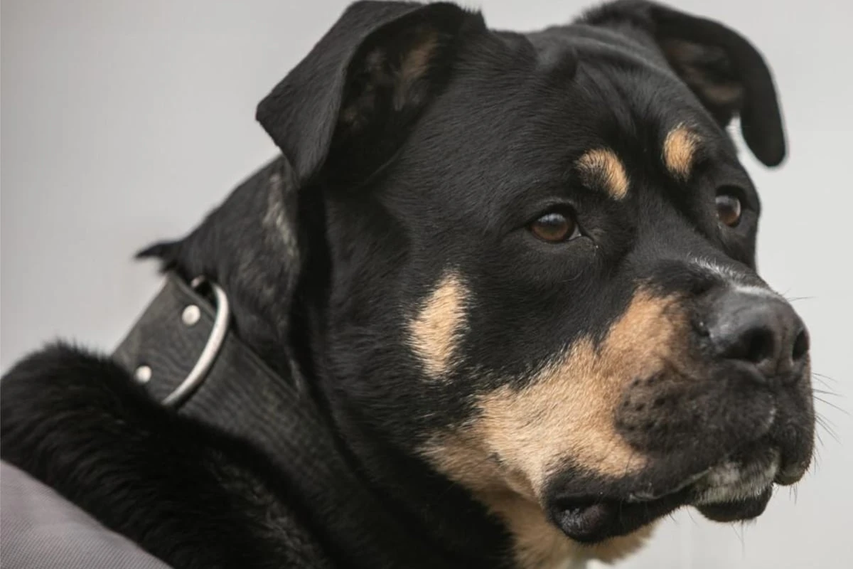 Schon seit drei Jahren im Tierheim: Hund Bolle hat noch Hoffnung