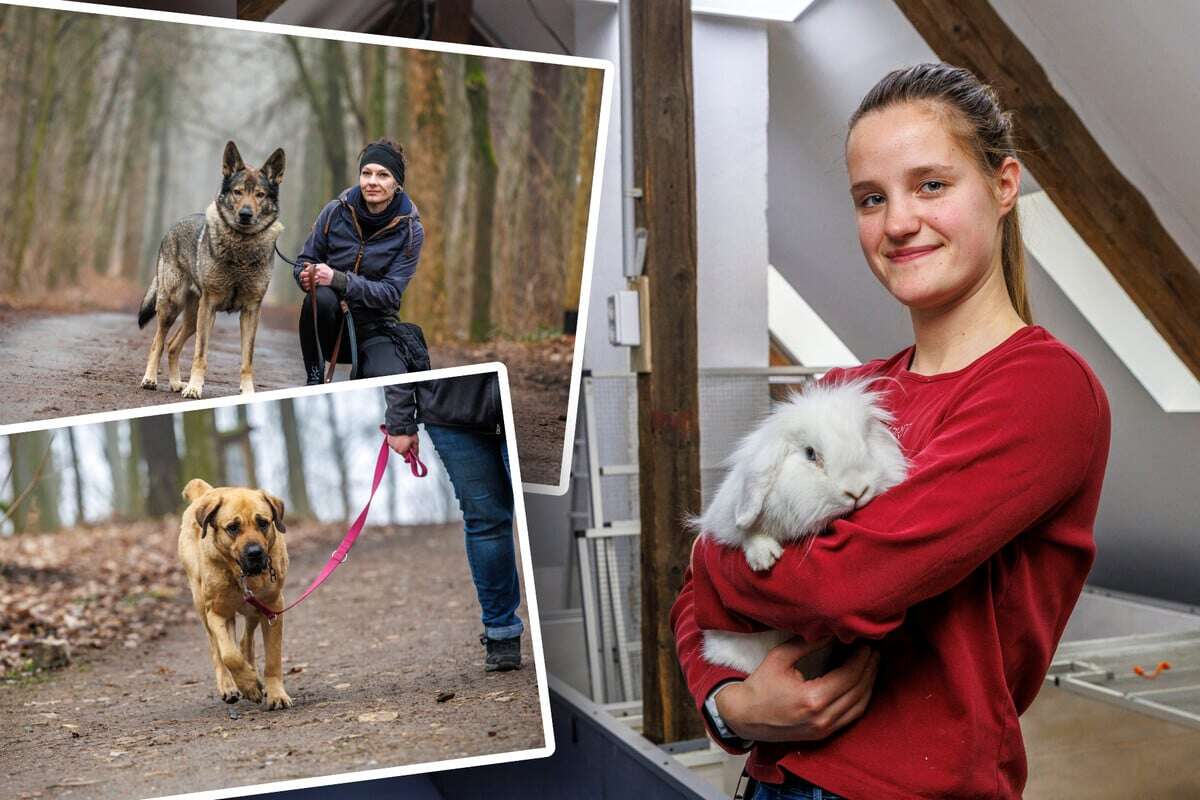 Warum hat uns niemand lieb? Wir sind die Ladenhüter aus dem Tierheim