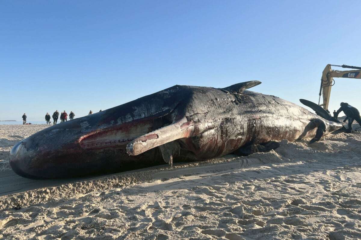 Toter Pottwal auf Sylt: Bergung nichts zu Zartbesaitete