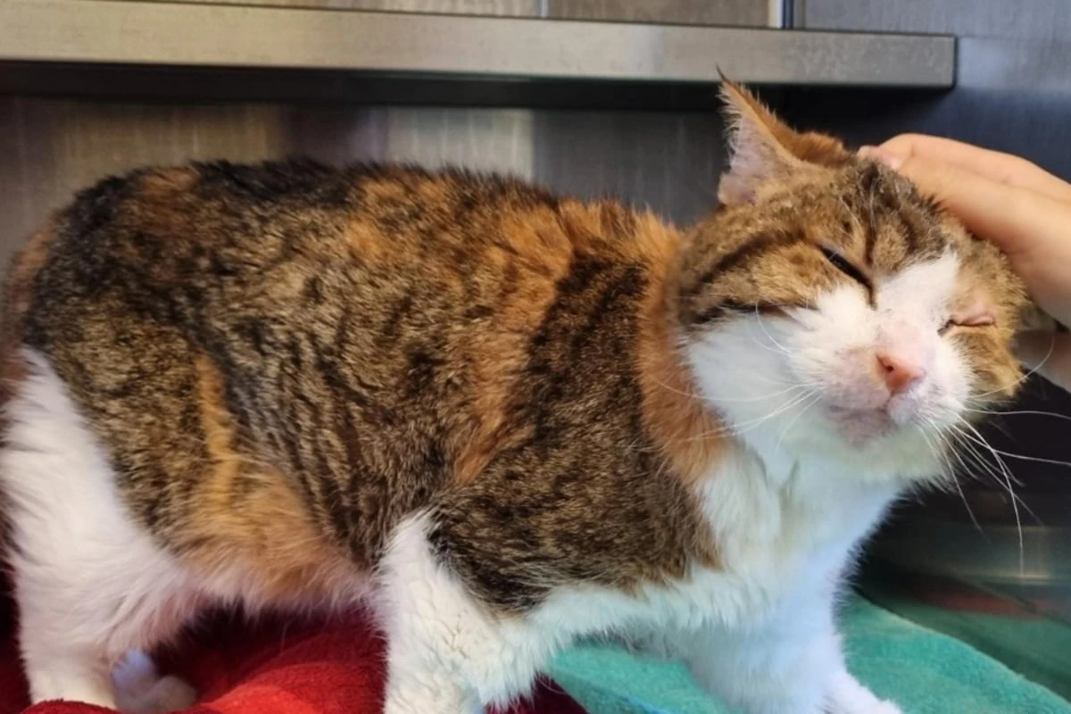 Wie viel Zeit bleibt ihr noch? Katzen-Oma Peachy hat einen letzten Wunsch