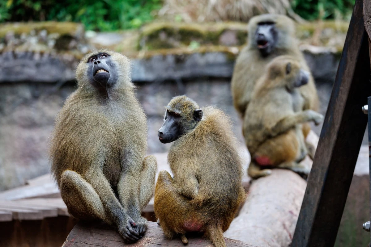 Pavian-Tötung: Jetzt melden sich die Tiergartenfreunde zu Wort