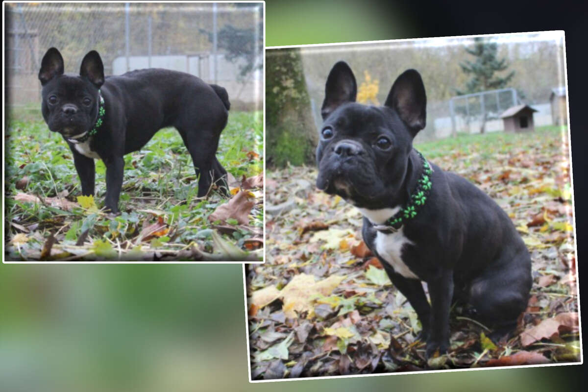 Süßer Frenchie wirkt wie Unschuld auf vier Pfoten, doch bei Sunny ist Vorsicht geboten