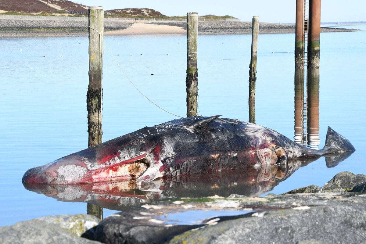 Explosionsgefahr! Toter Wal soll zerstückelt werden