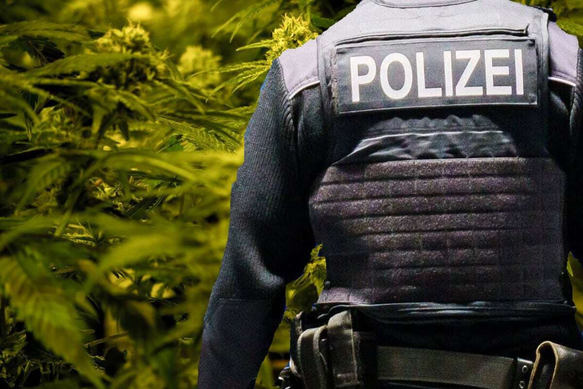 Polizei stellt Cannabis-Werkzeug und mehrere Kilo Drogen sicher: Zwei Festnahmen!