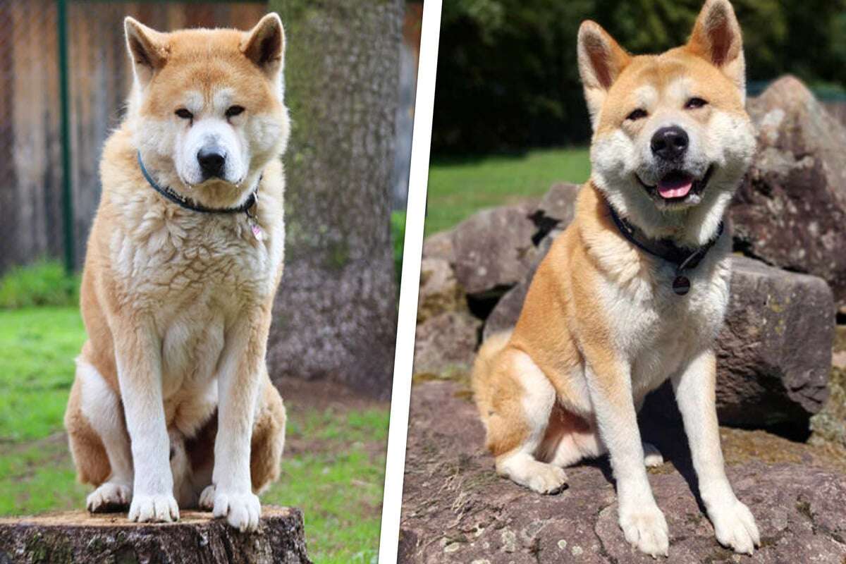 Wunderschöner Akita Inu wurde plötzlich aus Zuhause gerissen: Wird Artos wieder glücklich?