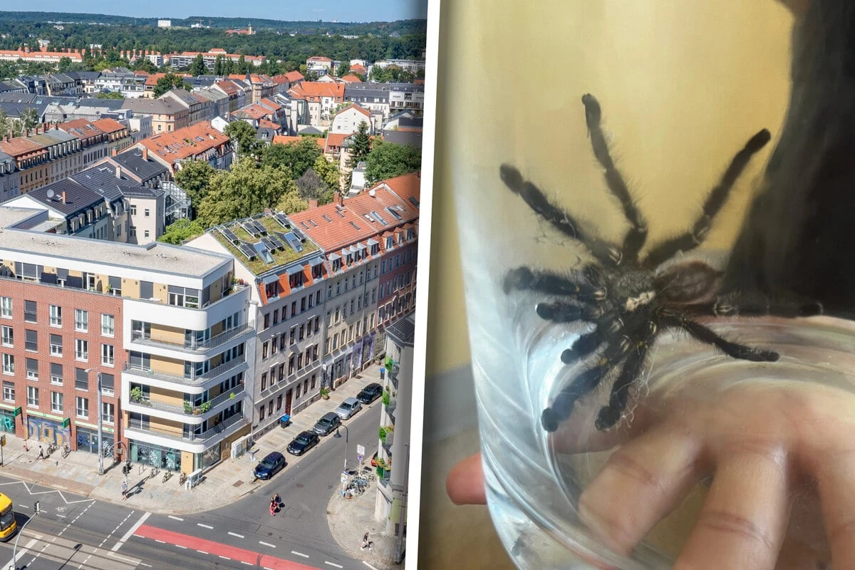 Keine Spinnerei! Giftiger Exot hält Hechtviertel in Dresden in Atem