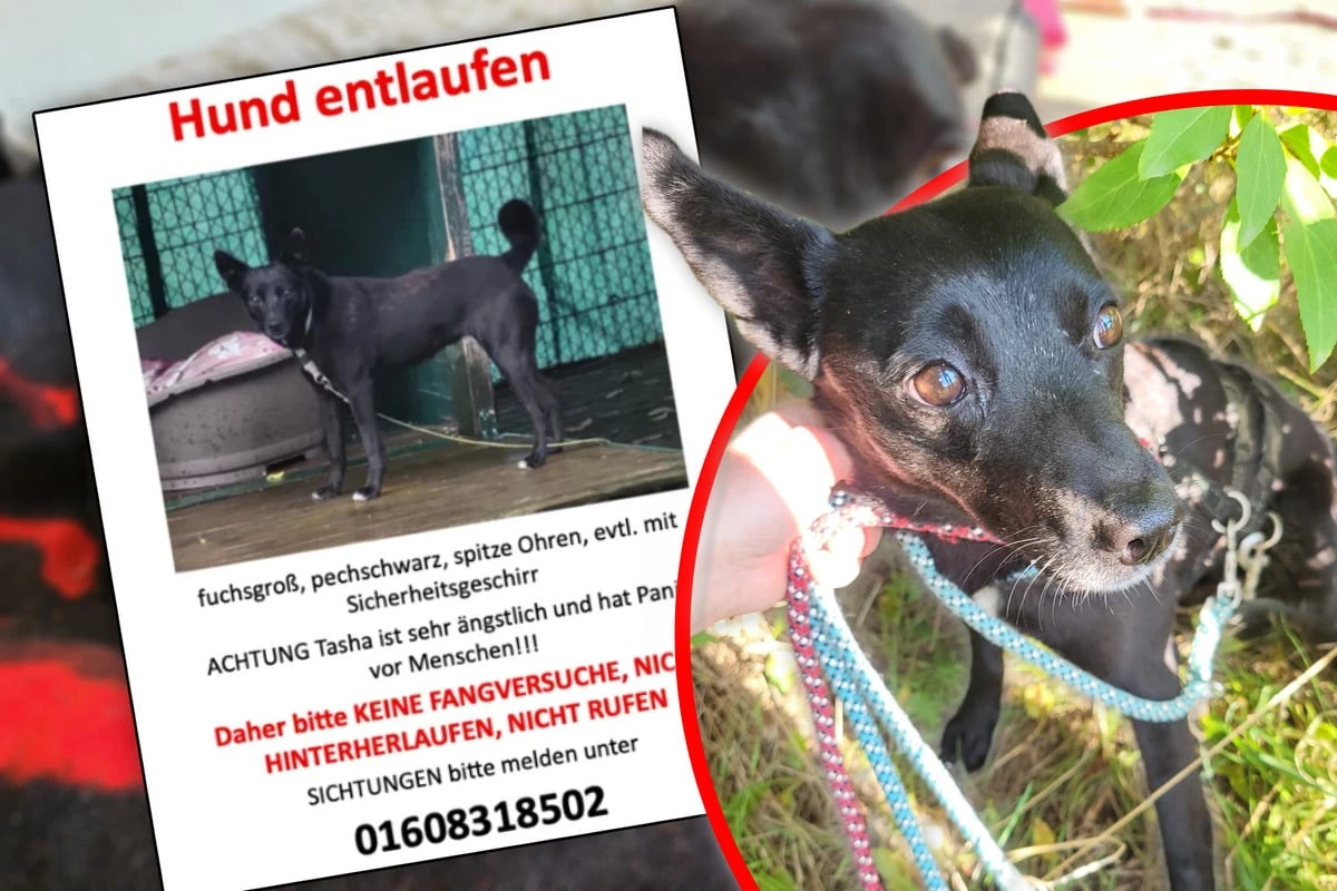 Sieben Wochen vermisst: Tierschutz-Hündin endlich gefunden