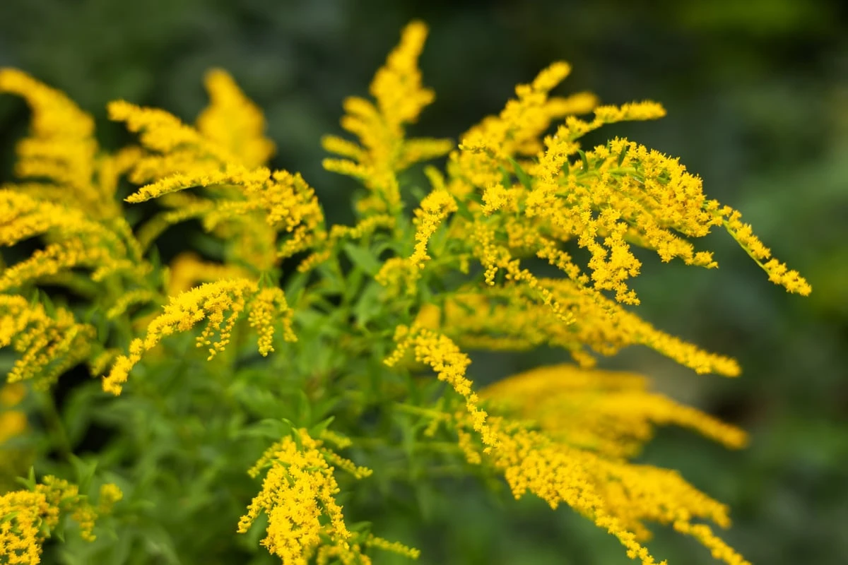 Problempflanze oder Bienenweide: Ist die Goldrute verboten?