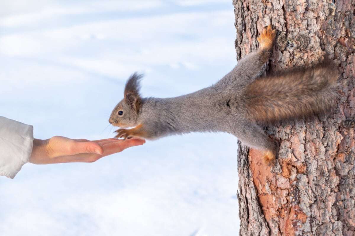 Krankheitsrisiko? Darf man Eichhörnchen im Winter füttern?