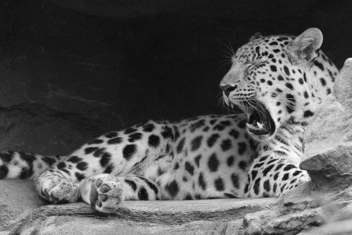 Tränenreicher Abschied für Xembalo (†) im Leipziger Zoo: 