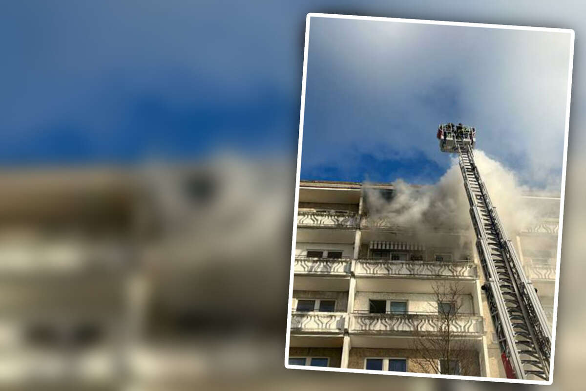 Brand im sechsten Stockwerk: Katze von Feuerwehr gerettet