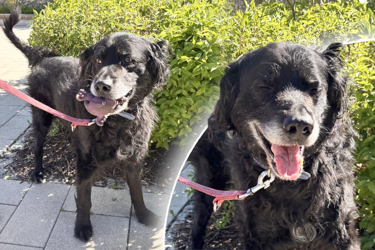 Hund landet auf seine alten Tage im Tierheim: Findet Paul sein Happy End?