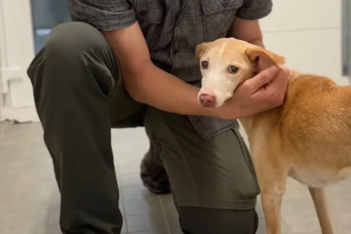Als Hund mit 14 Jahren im Tierheim landet, sind Retter entsetzt: 