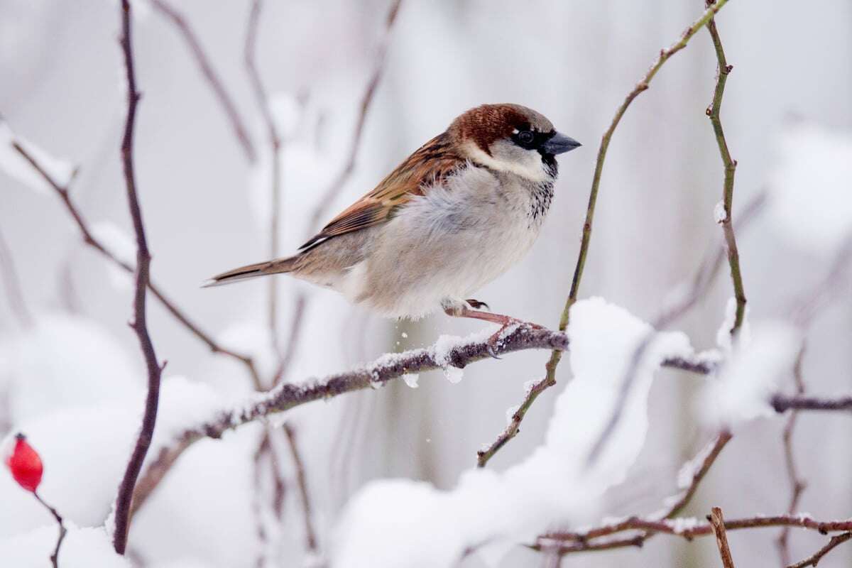 Die Stunde der Wintervögel hat geschlagen: 130.000 Vogelfreunde auf der Hut