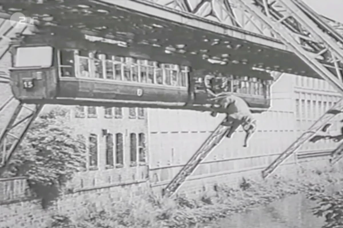 Heute vor 76 Jahren: Der legendäre Schwebebahn-Unfall mit Elefant Tuffi