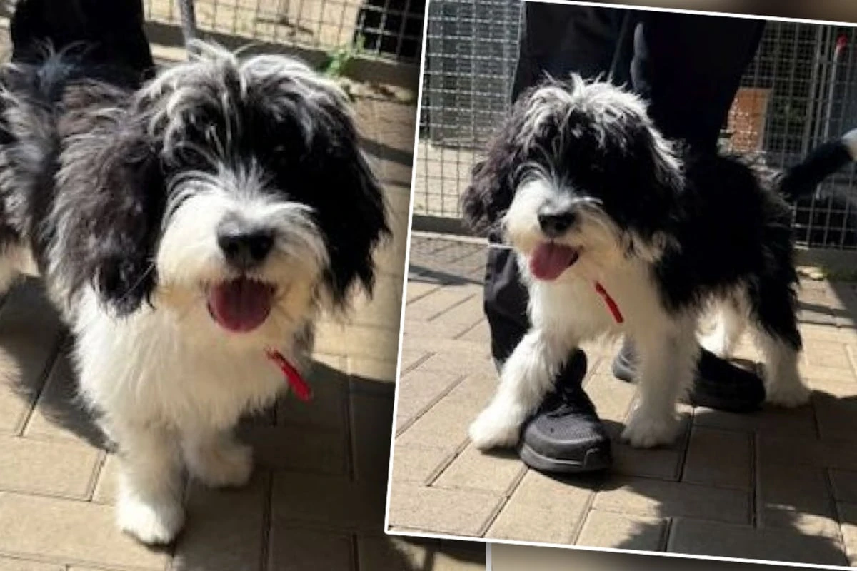 Er ist erst 6 Monate alt: Kleiner Hund hat schon viel mitgemacht
