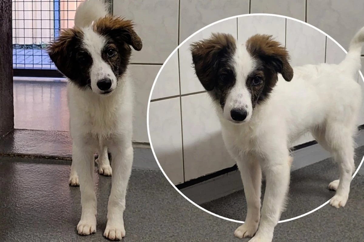 Einfühlsame Menschen für überaus schüchternes Hunde-Mädchen gesucht
