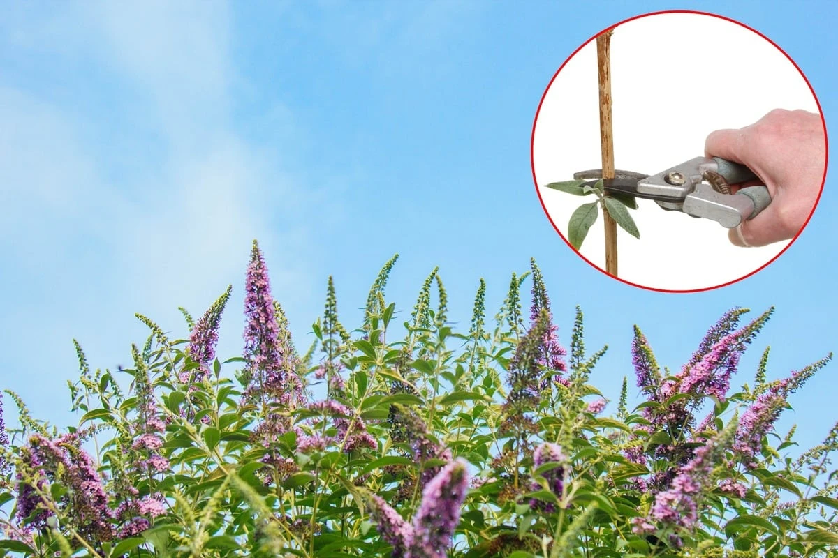 Nötig wäre es, aber darf man Sommerflieder im Herbst schneiden?