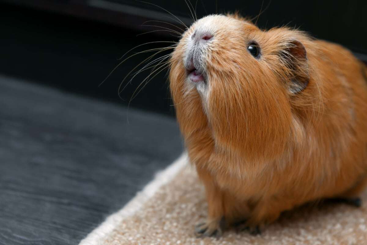 Es klingt süß und lebhaft - aber warum quieken Meerschweinchen?