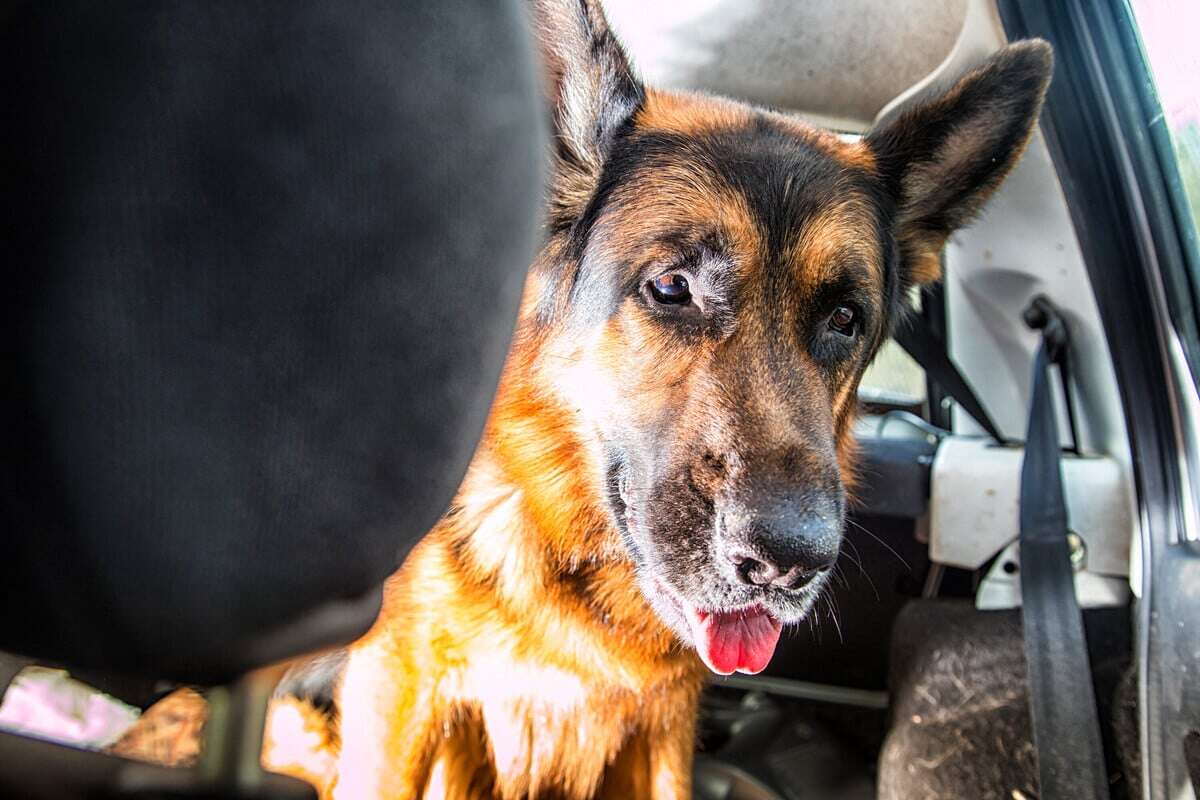 Besitzer lässt Hund bei 45 Grad in Auto: Schäferhund-Mischling stirbt