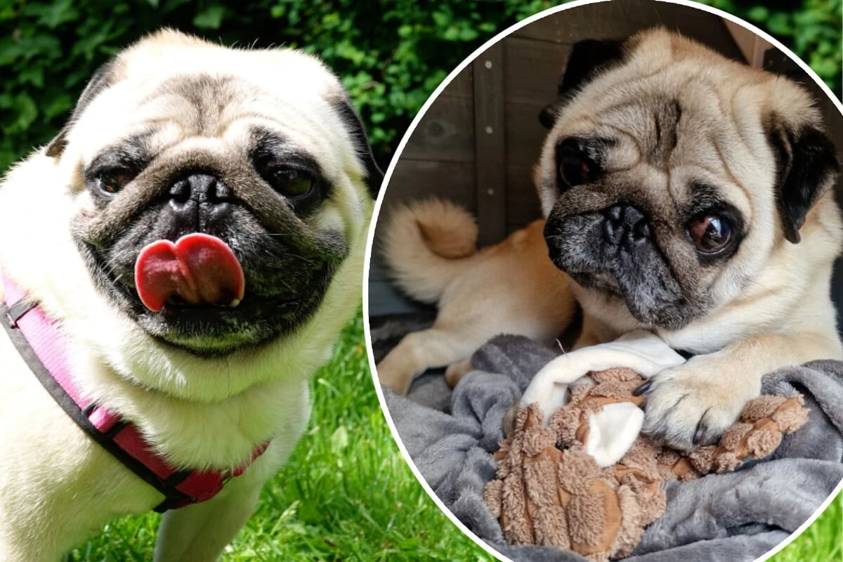 Mops lebte nur im Badezimmer, jetzt soll für den armen Tim alles gut werden