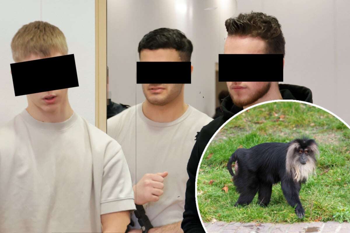 Affenraub aus dem Leipziger Zoo: Dem Diebes-Trio droht lange Haft