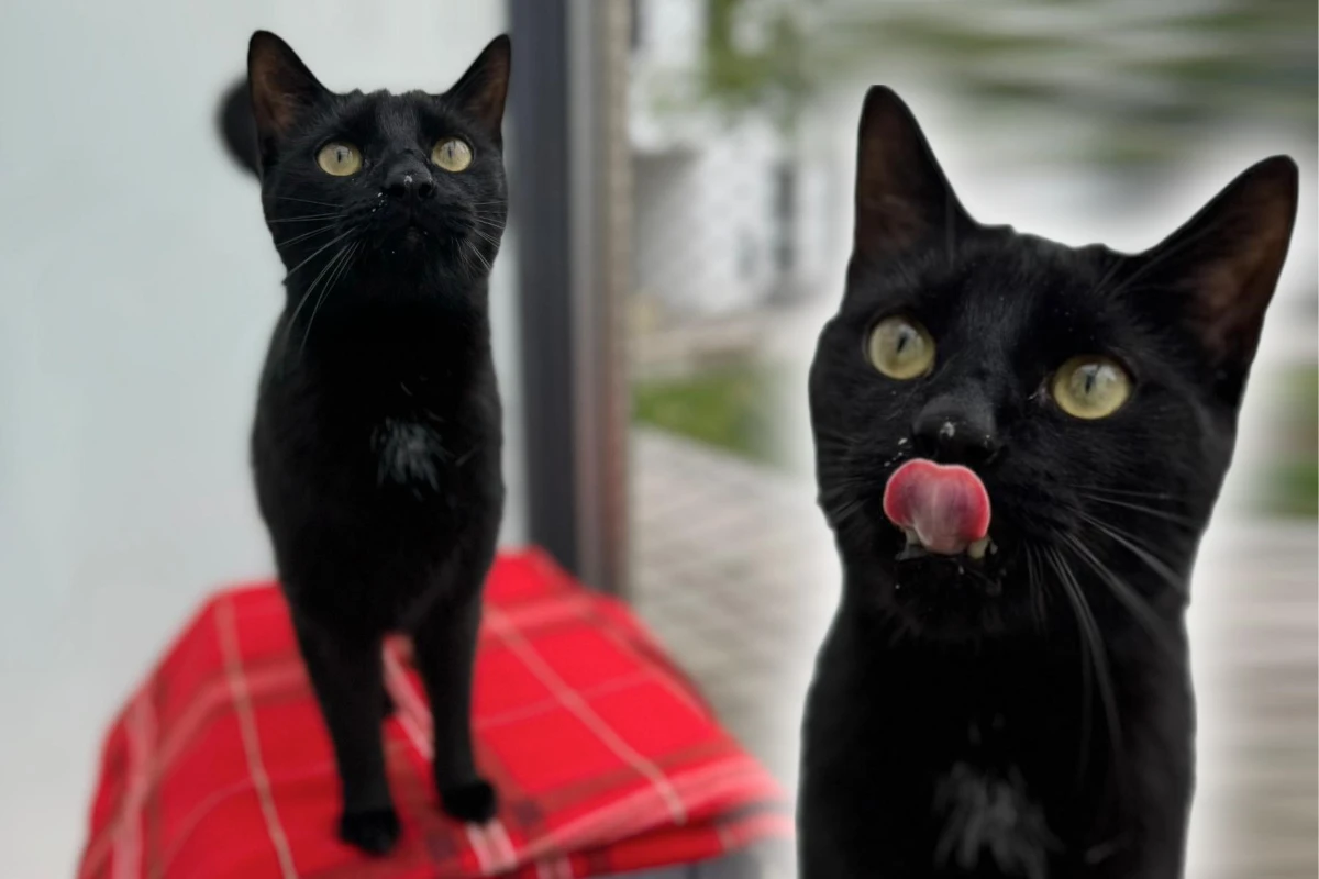 Kater Zero weiß, was er will: Wer stellt sich dem frechen Racker?