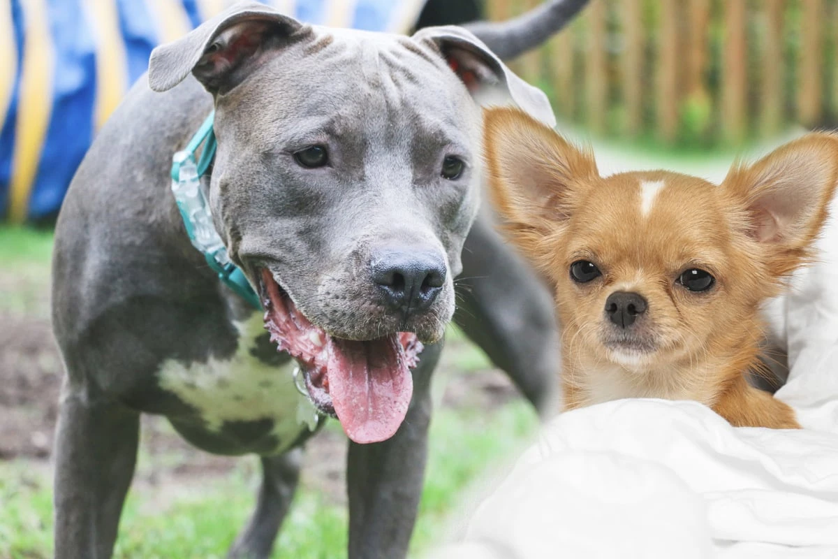 Pitbull und Chihuahua sind seine Eltern: So sieht der besondere Mischling aus