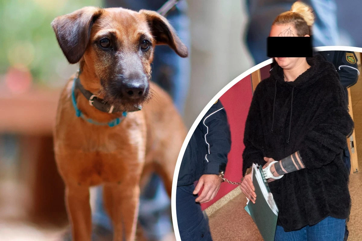 Rabiate Tierliebe: Frau klaut ihren verkauften Hund zurück