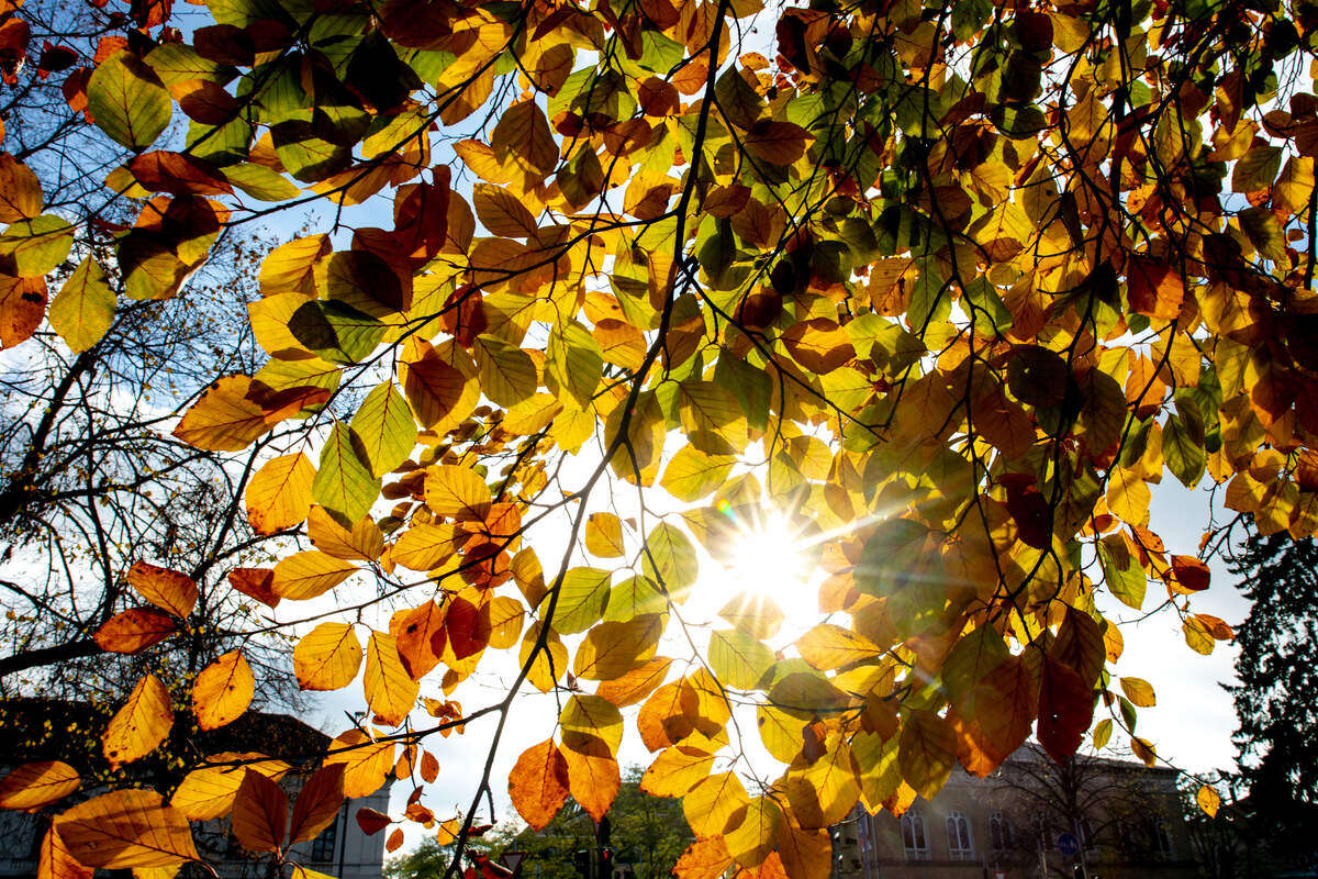 Goldener Herbst in Berlin und Brandenburg: Viel Sonnenschein und bis zu 19 Grad!