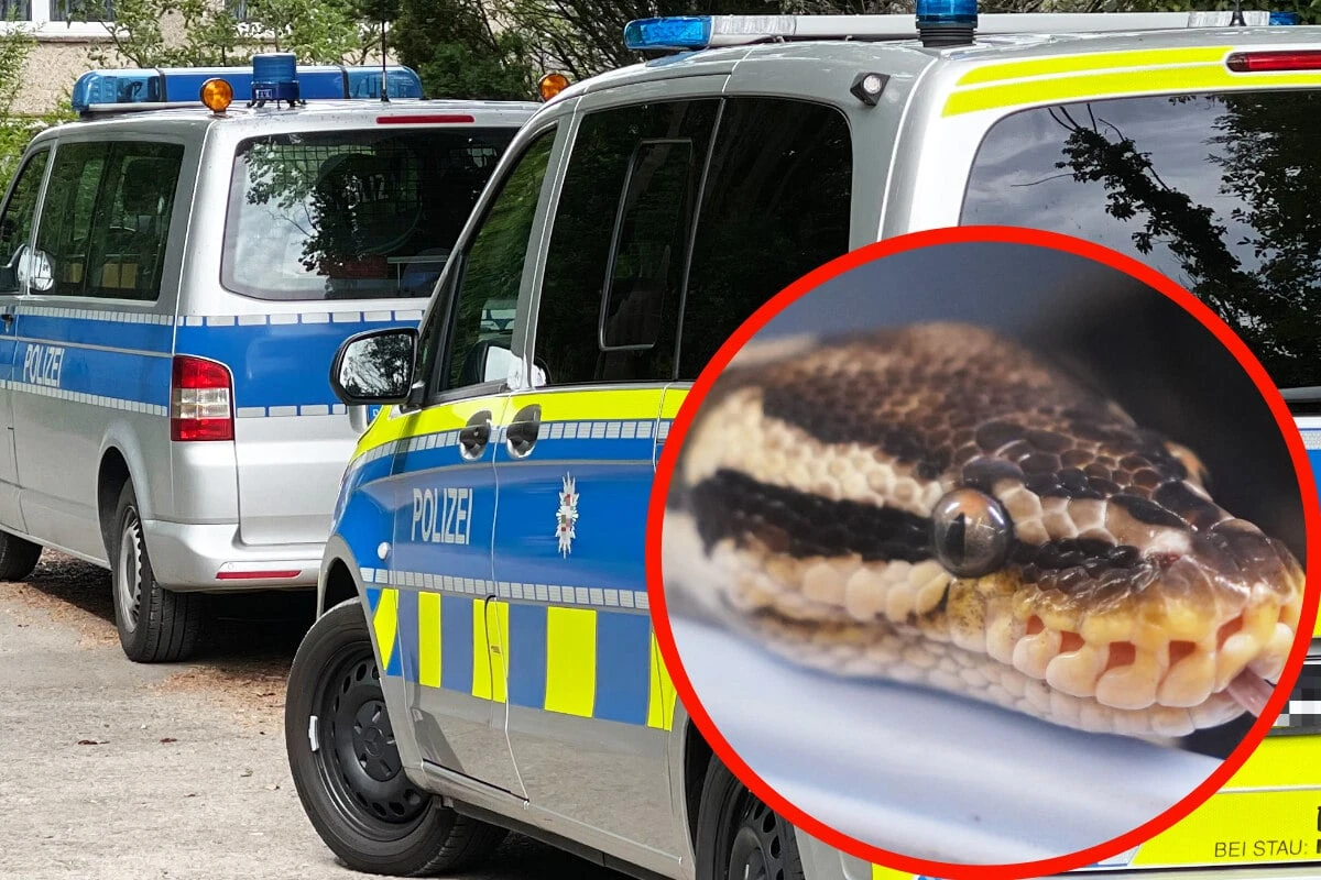 Python-Alarm: Frau findet exotische Schlangenhaut, Polizei warnt Bevölkerung