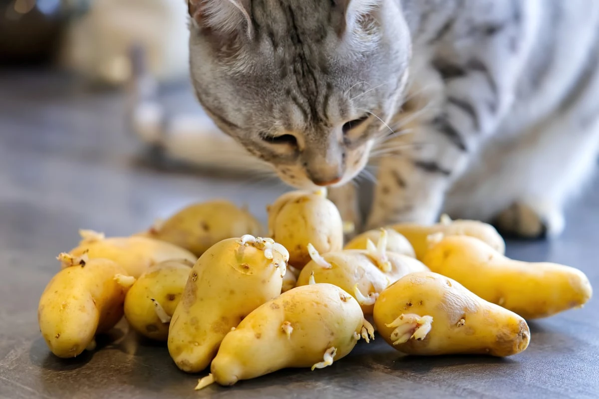 Dürfen Katzen Kartoffeln fressen? Es kommt auf die Zubereitung an