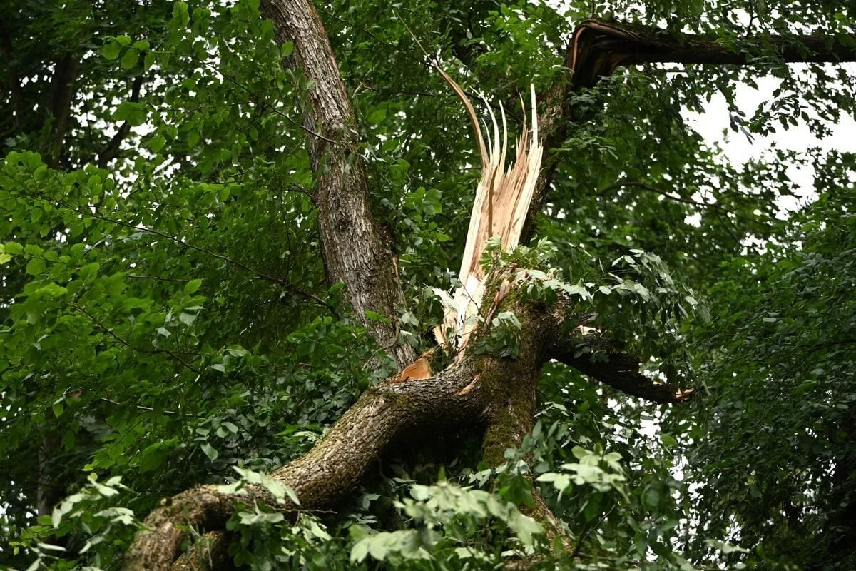 Nach heftigem Unwetter über Berlin: Tegeler Forst bleibt wegen Lebensgefahr dicht